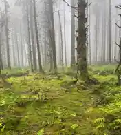 Isle of Man forests
